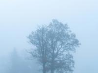 Zwei Bäume auf der Moorbadwiese im Nebel